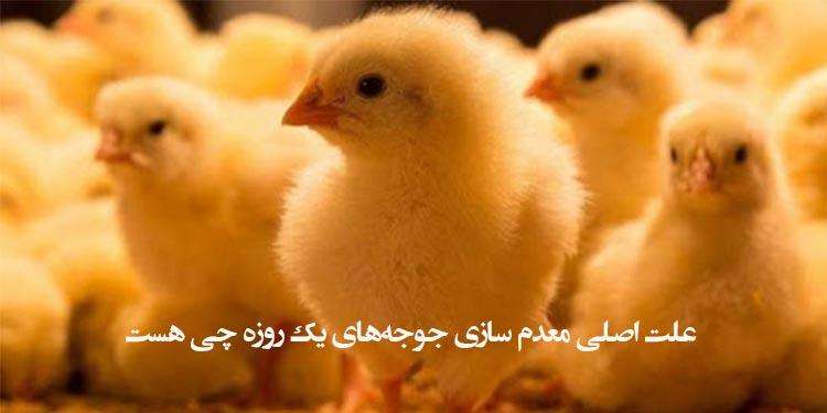 علت اصلی معدم سازی جوجه‌های یک روزه چی هست
