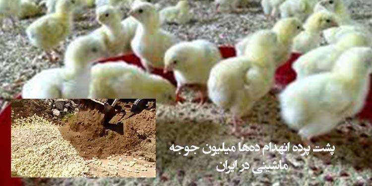 پشت پرده انهدام ده‌ها میلیون جوجه ماشینی در ایران